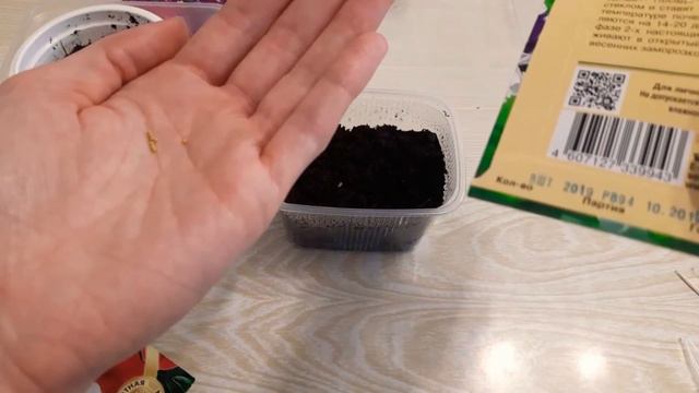 КАК посеять ПЕТУНИЮ? Всхожесть💯%