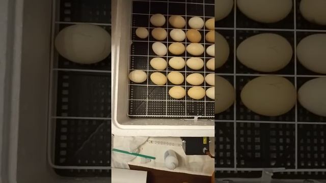 Обзор инкубатора Несушка на 63 яйца.Закладка яиц в инкубатор смотреть онлайн