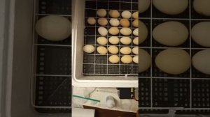 Обзор инкубатора Несушка на 63 яйца.Закладка яиц в инкубатор