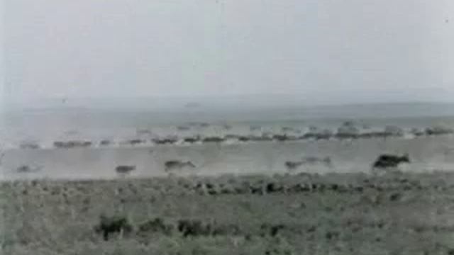 сайгаки степи и пустыни смотреть онлайн