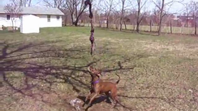 Chocolate Red Nose Pitbull On Rope Swing.. смотреть онлайн