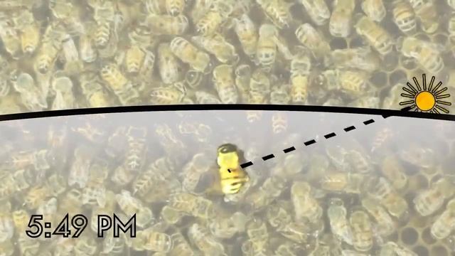 Как пчелы находят дорогу домой? Загадка пчелиного танца-языка