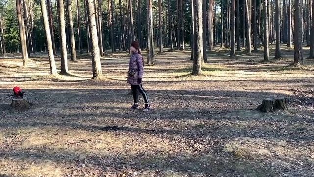 Догтренинг 130. Грациозный цвергпинчер Юки - заочник проекта Догтренинг! смотреть онлайн