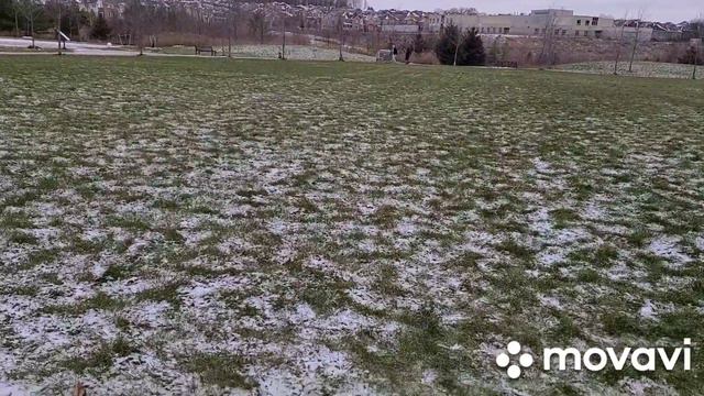 Первая прогулка Буга! Щенок бернедудел "вышел в свет"! смотреть онлайн