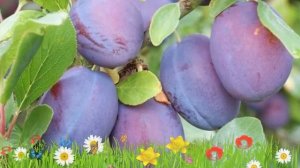 Слива гибридный Евразия 21 ? Обзор: посадка и уход. саженцы, крупномеры: описание и особенности