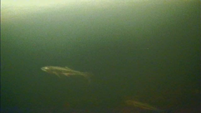 Клёв корюшки подо льдом. Подводные съёмки! (19.12.22г.)