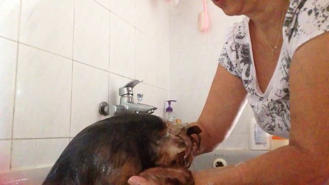 Как купать йорка. смотреть онлайн