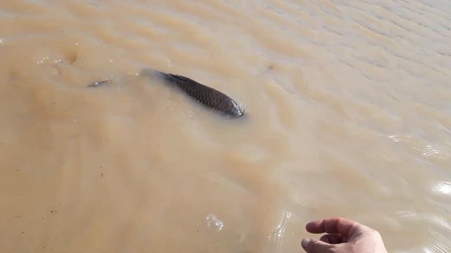 Зарыбляем пруд карпами. Пруд Фрей. смотреть онлайн