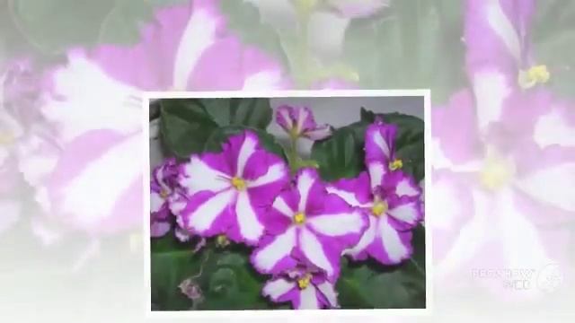 Узамбарские фиалки Как растить узамбарские фиалки смотреть онлайн