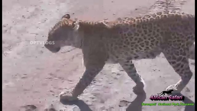 Serengeti national park Tanzania|Cheetah| Places to Visit in Tanzania смотреть онлайн