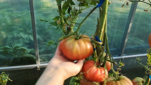 ТОМАТ МАЛИНОВЫЙ ГИГАНТ. СОРТОВОЙ, ВЫСОКОУРОЖАЙНЫЙ, ПОЛЕЗНЫЙ ТОМАТ. смотреть онлайн