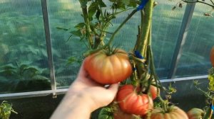 ТОМАТ МАЛИНОВЫЙ ГИГАНТ. СОРТОВОЙ, ВЫСОКОУРОЖАЙНЫЙ, ПОЛЕЗНЫЙ ТОМАТ.