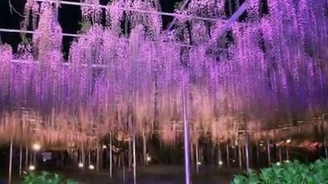 Японский парк цветов. смотреть онлайн