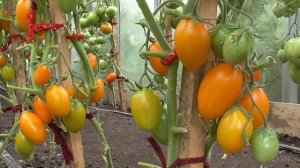 ТОМАТ РУССКИЕ КОЛОКОЛА. ОБЗОР. Ольга Чернова.