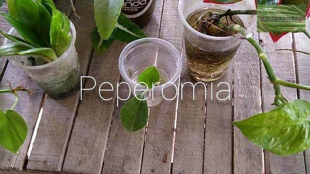 PLANTS THAT YOU CAN EASILY PROPAGATE IN WATER | Easy To Propagate Plants | Aglaonema, Money Plant смотреть онлайн