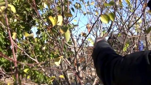 ОБРЕЗКА ВИНОГРАДА И ДЕРЕВЬЕВ смотреть онлайн