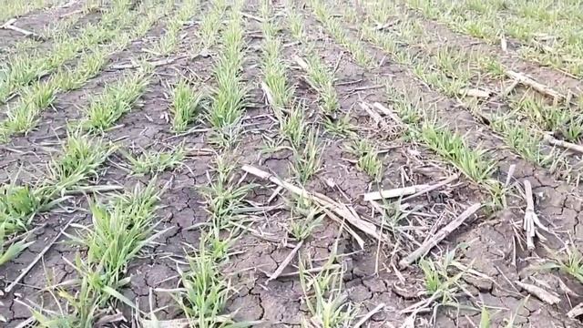 озимый ячмень на 4 день после подкормки КАС 32 . озимая пшеница смотреть онлайн