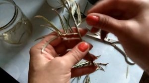 Облепиха черенками  эксперимент ч 1