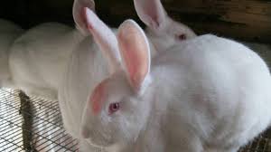 Характерные признаки отличия породы Паннон от других пород кроликов мясных скороспелок