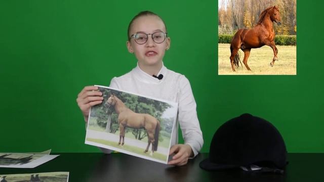 Топ 4 лучших пород лошадей для скачек смотреть онлайн