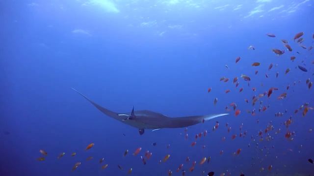 [NEW] 3HRS Stunning 4K Underwater Wonders + Relaxing Music | Coral Reefs & Colorful Sea Life смотреть онлайн