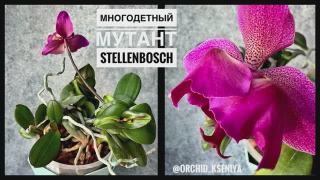 Phal. Stellenbosch peloric (3-lips)? Много детей, и у всех генетическая мутация листьев!? Обзор смотреть онлайн