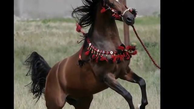 Терский конный завод смотреть онлайн