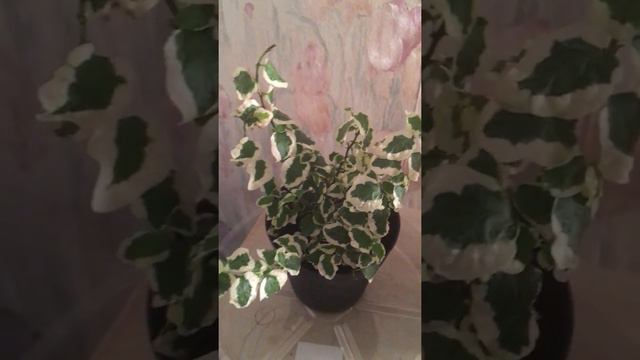 Mini Plant Haul: Arrowhead and Varigated Creeping Fig смотреть онлайн