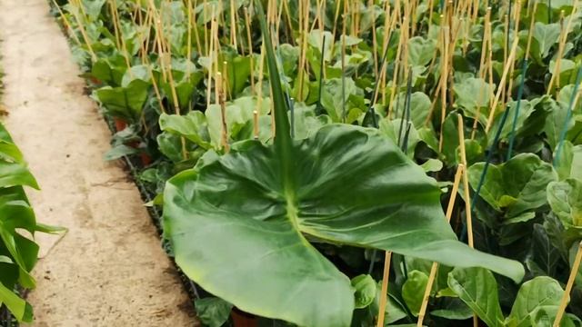 Alocasia Stingray 40cm Height | Live from the Nursery Series смотреть онлайн