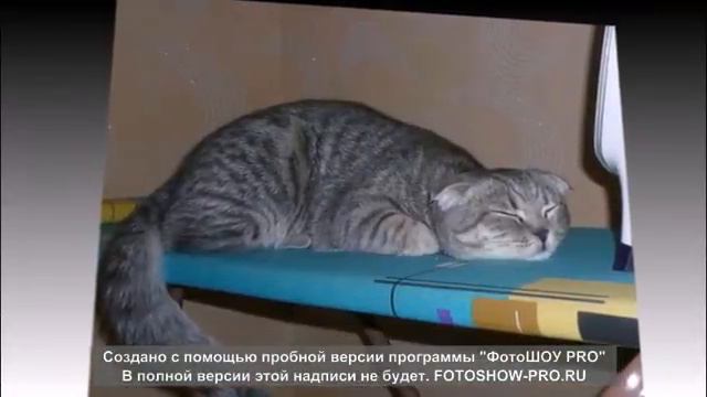 Кошки смотреть онлайн