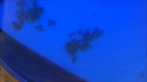 Разведение скалярий.