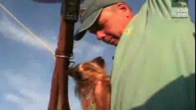 Йоркширский терьер смотреть онлайн