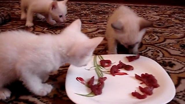 котята меконгских бобтейлов кушают мясо с месяца смотреть онлайн