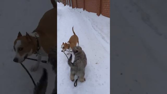 Ума водит Жору на поводке смотреть онлайн