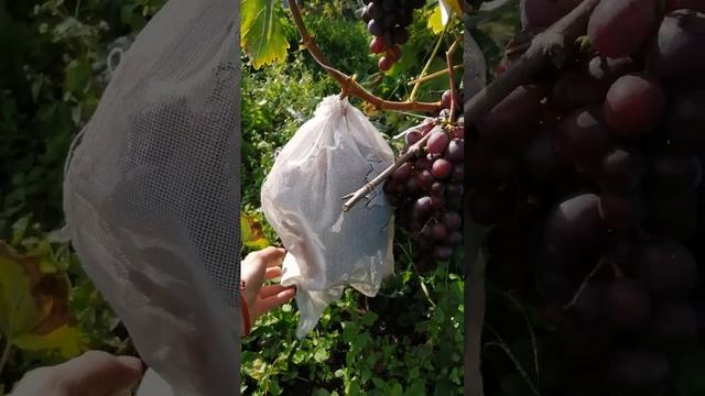 РЕД Глоуб виноград 2022 смотреть онлайн