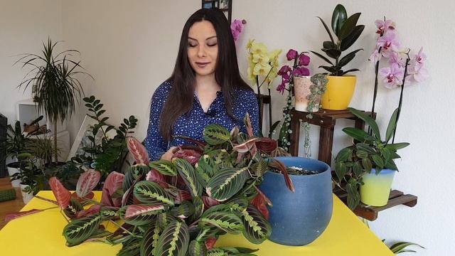 MARANTA Prayer Plant Care + PROPAGATION | Propagate Maranta Leuconeura