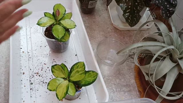 Хойные дела! Пересадим, поставим опоры. смотреть онлайн