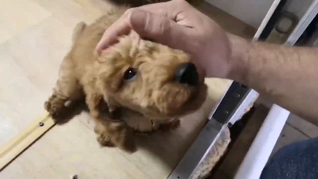 С какого возраста нужно начинать заниматься с собакой?! ДА С ПЕРВОГО ДНЯ!!! смотреть онлайн