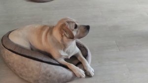 Обзор на специальные трусы для собак. Купили лабрадору Бетти трусы на Wildberries