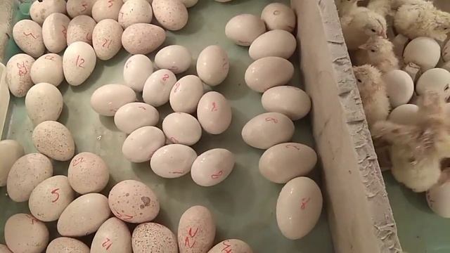 1. Инкубация утиных яиц 