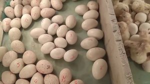 1. Инкубация утиных яиц «мулардов» и мускусной утки (индаутки). 2. «Цокнутое» яйцо, что делать?