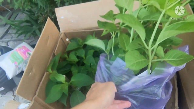 Обзор посылки с гортензиями, питомник "Проксима" смотреть онлайн