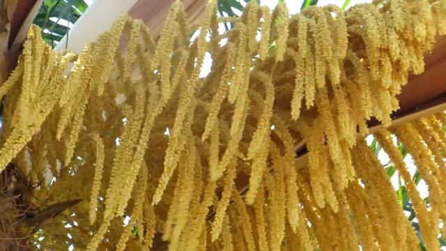 Пальма цветёт!!!Кирьят-Ям.Израиль. смотреть онлайн