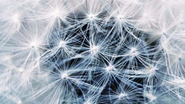 При лечении бородавок необходимо: (1) Как лечить бородавки? Как избавиться от бородавок? Дары земли смотреть онлайн