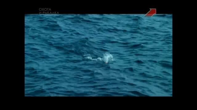 Рыбалка на Мальдивах в заброс смотреть онлайн