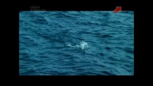 Рыбалка на Мальдивах в заброс