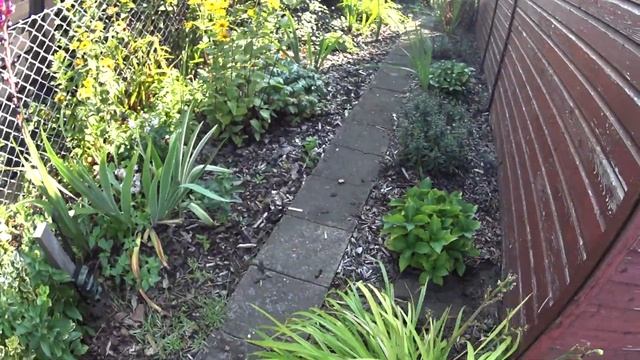 Крысы .Завелись крысы на даче. смотреть онлайн