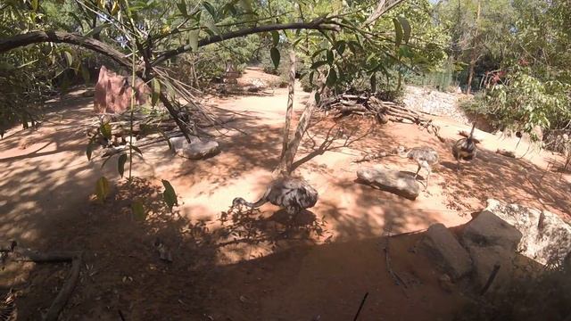 Сафари Рамат-Ган. Увлекательное путешествие Колюни и его семьи в мир животных смотреть онлайн