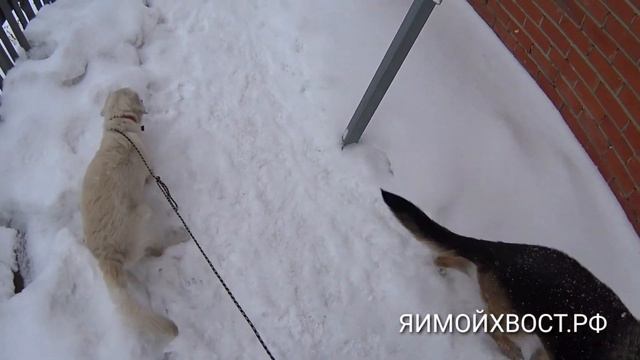 Луна день 2. Утреннее занятие, туалет, знакомство с моими собаками. смотреть онлайн