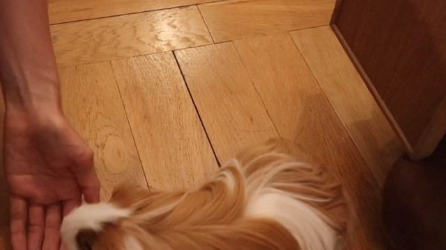A human who wants to hug a guinea pig vs A guinea pig that doesn't like hugging|SUB смотреть онлайн